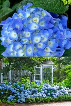 Nantucket Blue Hydrangea - 3 Gallon Pot -Garden Plants hydrangea macrophylla nantucket 4
