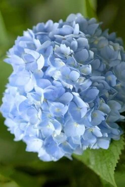 Penny Mac Hydrangea - 2 Gallon Pot -Garden Plants hydrangea macrophylla penny mac 21 1