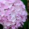 Penny Mac Hydrangea - 1 Gallon Pot 1 Penny Mac Hydrangea - 1 Gallon Pot -Garden Plants hydrangea macrophylla penny mac 22