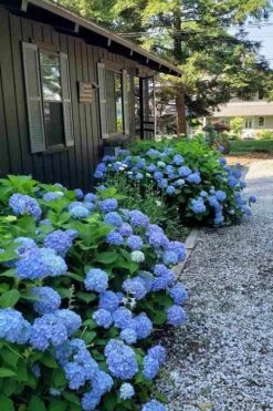 Penny Mac Hydrangea - 1 Gallon Pot -Garden Plants hydrangea macrophylla penny mac 23