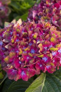 Pistachio Hydrangea - 5 Gallon Pot -Garden Plants hydrangea macrophylla pistachio 2