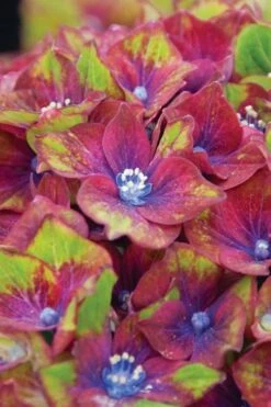 Pistachio Hydrangea - 5 Gallon Pot -Garden Plants hydrangea macrophylla pistachio 6