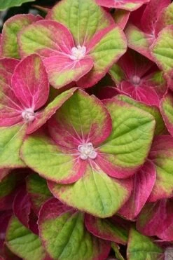 Tilt-A-Swirl Hydrangea - 3 Gallon Pot - SALE 17 Tilt-A-Swirl Hydrangea - 3 Gallon Pot - SALE -Garden Plants hydrangea macrophylla tilt a swirl 4