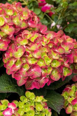 Tilt-A-Swirl Hydrangea - 3 Gallon Pot - SALE 14 Tilt-A-Swirl Hydrangea - 3 Gallon Pot - SALE -Garden Plants hydrangea macrophylla tilt a swirl 7