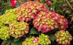 Tilt-A-Swirl Hydrangea - 3 Gallon Pot - SALE 16 Tilt-A-Swirl Hydrangea - 3 Gallon Pot - SALE -Garden Plants hydrangea macrophylla tilt a swirl 8