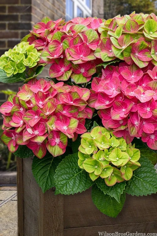 Tilt-A-Swirl Hydrangea - 3 Gallon Pot - SALE 3 Tilt-A-Swirl Hydrangea - 3 Gallon Pot - SALE