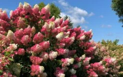 Berry White Panicle Hydrangea - 3 Gallon Pot -Garden Plants hydrangea paniculata berry white 4