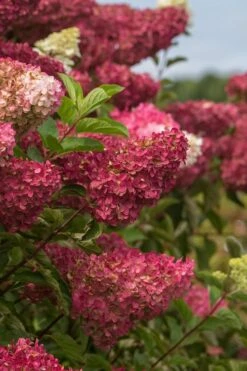 Berry White Panicle Hydrangea - 3 Gallon Pot -Garden Plants hydrangea paniculata berry white 5