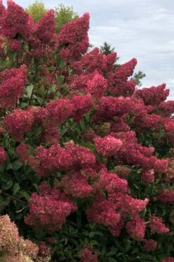 Berry White Panicle Hydrangea - 3 Gallon Pot -Garden Plants hydrangea paniculata berry white 7