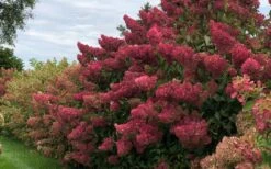 Berry White Panicle Hydrangea - 3 Gallon Pot -Garden Plants hydrangea paniculata berry white 8