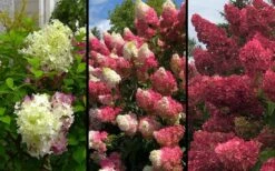 Berry White Panicle Hydrangea - 3 Gallon Pot -Garden Plants hydrangea paniculata berry white 9