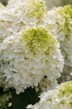 Little Hottie Hydrangea - 2.5 Gallon Pot -Garden Plants hydrangea paniculata little hottie 1