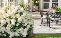 Little Hottie Hydrangea - 2.5 Gallon Pot -Garden Plants hydrangea paniculata little hottie 5