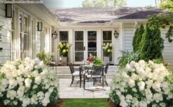 Little Hottie Hydrangea - 2.5 Gallon Pot -Garden Plants hydrangea paniculata little hottie 7