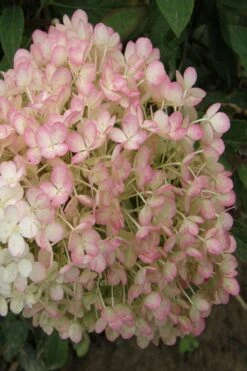 Little Hottie Hydrangea - 2.5 Gallon Pot -Garden Plants hydrangea paniculata little hottie 9
