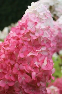 Vanilla Strawberry Hydrangea - 3 Gallon Pot 15 Vanilla Strawberry Hydrangea - 3 Gallon Pot -Garden Plants hydrangea paniculata vanilla strawberry 20