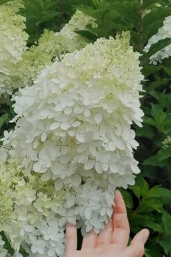 Phantom Hydrangea - 2 Gallon Pot 10 Phantom Hydrangea - 2 Gallon Pot -Garden Plants hydrangea phantom 20