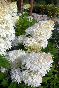 Phantom Hydrangea - 1 Gallon Pot 11 Phantom Hydrangea - 1 Gallon Pot -Garden Plants hydrangea phantom 500x750 2