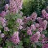 Gatsby Pink Oakleaf Hydrangea - 3 Gallon Pot 2 Gatsby Pink Oakleaf Hydrangea - 3 Gallon Pot -Garden Plants hydrangea quercifolia gatsby pink 17