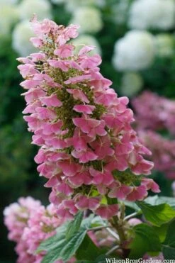 Gatsby Pink Oakleaf Hydrangea - 3 Gallon Pot -Garden Plants hydrangea quercifolia gatsby pink 7