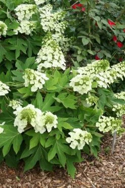 Pee Wee Dwarf Oakleaf Hydrangea - 1 Gallon Pot -Garden Plants hydrangea quercifolia pee wee oakleaf 1