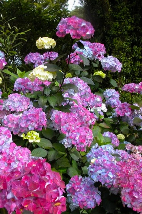 Preziosa Multi Color Hydrangea - 3 Gallon Pot 3 Preziosa Multi Color Hydrangea - 3 Gallon Pot
