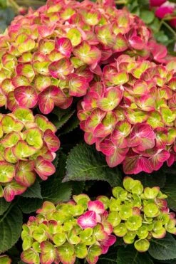 Tilt-A-Swirl Hydrangea - 3 Gallon Pot - SALE 15 Tilt-A-Swirl Hydrangea - 3 Gallon Pot - SALE -Garden Plants hydrangea tilt a whirl 500x750 1