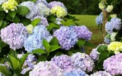 Dear Dolores Hydrangea - 3 Gallon Pot -Garden Plants hydrangea20dear20delores
