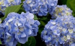 Dear Dolores Hydrangea - 3 Gallon Pot -Garden Plants hydrangea20dear20delores202