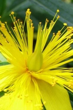 Blue Velvet St. Johns Wort (Hypericum Kalmianum) - 3 Gallon Pot 17 Blue Velvet St. Johns Wort (Hypericum Kalmianum) - 3 Gallon Pot -Garden Plants hypericum lamianum blue velvet st johns wort 2