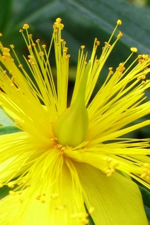 Blue Velvet St. Johns Wort (Hypericum Kalmianum) - 3 Gallon Pot 10 Blue Velvet St. Johns Wort (Hypericum Kalmianum) - 3 Gallon Pot - Image 8