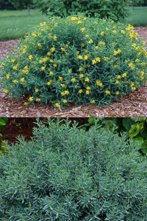 Blue Velvet St. Johns Wort (Hypericum Kalmianum) - 3 Gallon Pot 6 Blue Velvet St. Johns Wort (Hypericum Kalmianum) - 3 Gallon Pot - Image 4