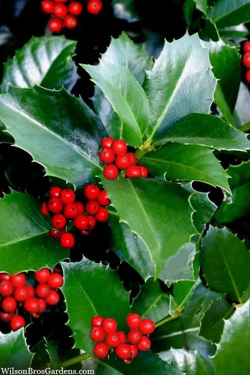 Emily Bruner Pyramidal Holly - 3 Gallon Pot 3 Emily Bruner Pyramidal Holly - 3 Gallon Pot