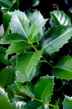 Emily Bruner Pyramidal Holly - 3 Gallon Pot 16 Emily Bruner Pyramidal Holly - 3 Gallon Pot -Garden Plants ilex emily bruner holly tree 103