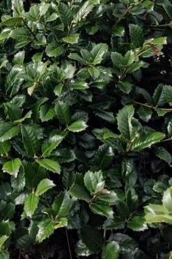 Emily Bruner Pyramidal Holly - 7 Gallon Pot (3-4') 14 Emily Bruner Pyramidal Holly - 7 Gallon Pot (3-4') -Garden Plants ilex emily bruner holly tree 104 1
