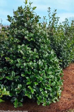 Emily Bruner Pyramidal Holly - 3 Gallon Pot 13 Emily Bruner Pyramidal Holly - 3 Gallon Pot -Garden Plants ilex emily bruner holly tree 105