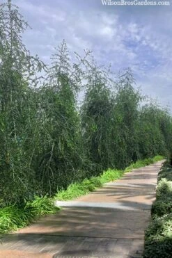 Weeping Yaupon Holly (Ilex Vomitoria 'Pendula') - 7 Gallon Pot (3-4') -Garden Plants ilex vomitoria pendula weeping yaupon holly berries 3 1