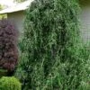 Weeping Yaupon Holly (Ilex Vomitoria 'Pendula') - 7 Gallon Pot (4-5') 2 Weeping Yaupon Holly (Ilex Vomitoria 'Pendula') - 7 Gallon Pot (4-5') -Garden Plants ilex vomitoria pendula weeping yaupon holly tree 4