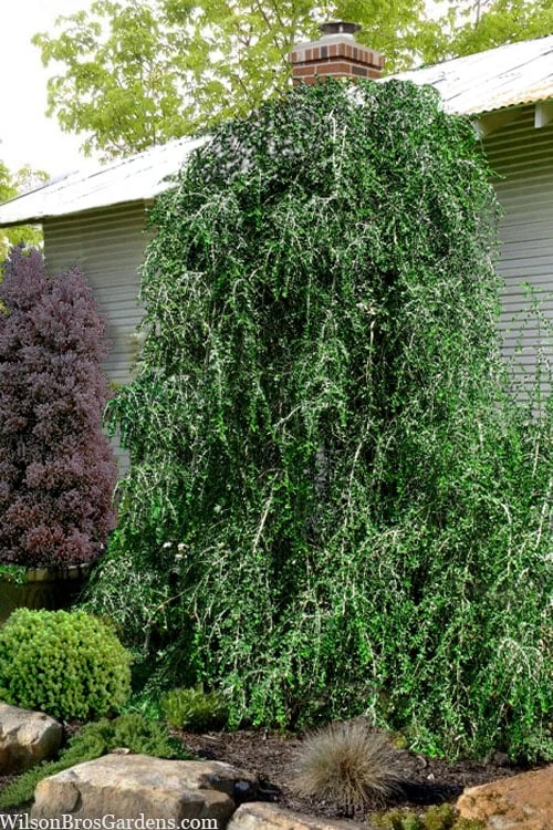 Weeping Yaupon Holly (Ilex Vomitoria 'Pendula') - 7 Gallon Pot (4-5') 3 Weeping Yaupon Holly (Ilex Vomitoria 'Pendula') - 7 Gallon Pot (4-5')