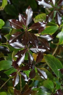 Purple Glaze Star Japanese Anise (Illicium Anisatum 'Muraski No Sato') - 3 Gallon Pot 21 Purple Glaze Star Japanese Anise (Illicium Anisatum 'Muraski No Sato') - 3 Gallon Pot -Garden Plants illicium anisatum murasake no sato purple glaze 5