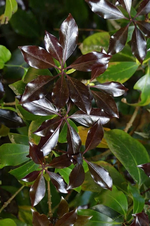 Purple Glaze Star Japanese Anise (Illicium Anisatum 'Muraski No Sato') - 3 Gallon Pot 12 Purple Glaze Star Japanese Anise (Illicium Anisatum 'Muraski No Sato') - 3 Gallon Pot - Image 10