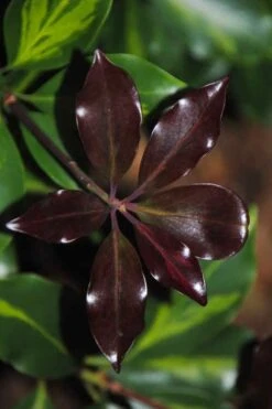 Purple Glaze Star Japanese Anise (Illicium Anisatum 'Muraski No Sato') - 3 Gallon Pot 20 Purple Glaze Star Japanese Anise (Illicium Anisatum 'Muraski No Sato') - 3 Gallon Pot -Garden Plants illicium anisatum murasake no sato purple glaze 7