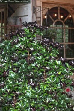 Purple Glaze Star Japanese Anise (Illicium Anisatum 'Muraski No Sato') - 3 Gallon Pot 15 Purple Glaze Star Japanese Anise (Illicium Anisatum 'Muraski No Sato') - 3 Gallon Pot -Garden Plants illicium anisatum murasake no sato purple glaze 8