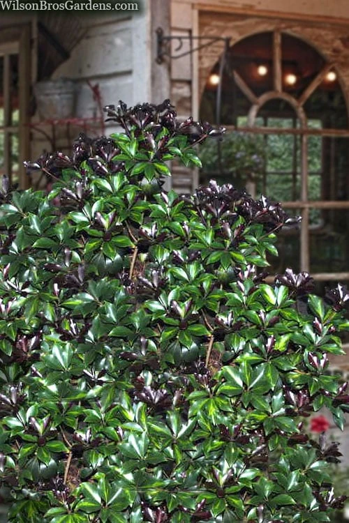 Purple Glaze Star Japanese Anise (Illicium Anisatum 'Muraski No Sato') - 3 Gallon Pot 6 Purple Glaze Star Japanese Anise (Illicium Anisatum 'Muraski No Sato') - 3 Gallon Pot - Image 4