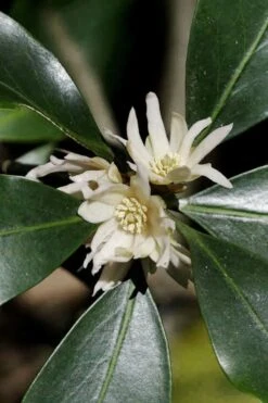 Purple Glaze Star Japanese Anise (Illicium Anisatum 'Muraski No Sato') - 3 Gallon Pot 17 Purple Glaze Star Japanese Anise (Illicium Anisatum 'Muraski No Sato') - 3 Gallon Pot -Garden Plants illicium anisatum murasake no sato purple glaze 9
