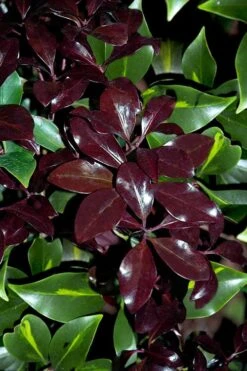 Purple Glaze Star Japanese Anise (Illicium Anisatum 'Muraski No Sato') - 3 Gallon Pot 16 Purple Glaze Star Japanese Anise (Illicium Anisatum 'Muraski No Sato') - 3 Gallon Pot -Garden Plants illicium anisatum purple glaze 3