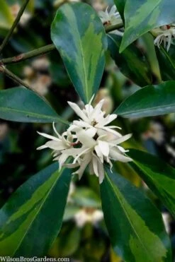 Purple Glaze Star Japanese Anise (Illicium Anisatum 'Muraski No Sato') - 3 Gallon Pot 18 Purple Glaze Star Japanese Anise (Illicium Anisatum 'Muraski No Sato') - 3 Gallon Pot -Garden Plants illicium anisatum purple glaze 5