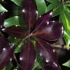 Purple Glaze Star Japanese Anise (Illicium Anisatum 'Muraski No Sato') - 3 Gallon Pot -Garden Plants illicium anisatum purple glaze 8