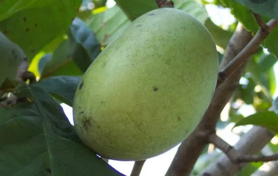 Wabash® Paw Paw 3 Wabash® Paw Paw