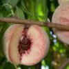 Indian Free Peach -Garden Plants indian free peach